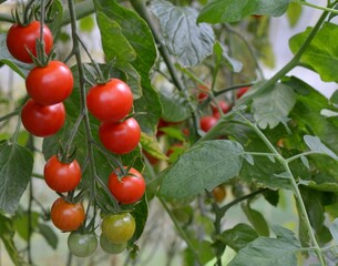 Cherry tomatoes grow in a greenhouse.