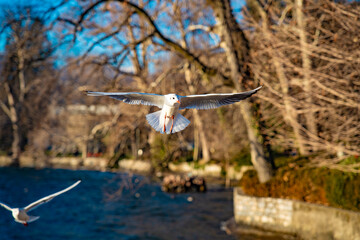 Seagulls Flying Over the Sea