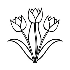 three tulips with ribbon line art on white background