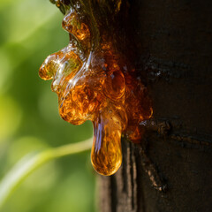 Raw Copaiba Balsam Resin on Tree Bark