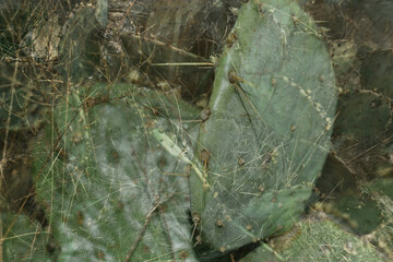 Prickly pear cactus double exposure of plant in Texas nature.