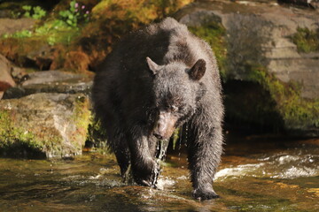 black bear in the woods