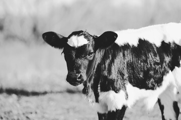 Cute crossbred beef calf on farm closeup in black and white.