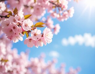 Blooming Cherry Blossom Spring