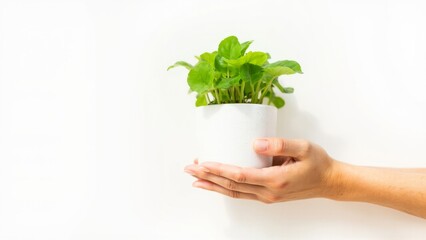 woman holding green plant in white pot