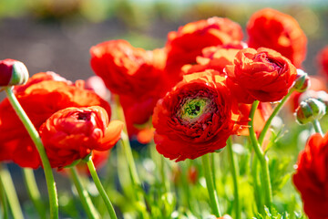 Obraz premium Mixed Bouquet of Colorful Tulips and Flowers