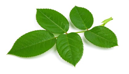 Fototapeta premium Fresh rose leaves isolated