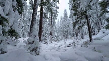 Snowy forest path (2)
