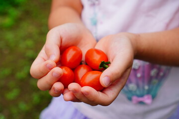 A child holding freshly picked cherry tomatoes in their hands, highlighting the joy of gardening, harvest, and healthy eating in childhood
