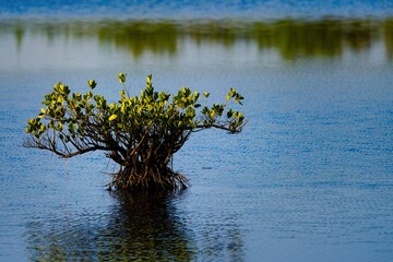 Serene Mangrove Tree in Tranquil Waters