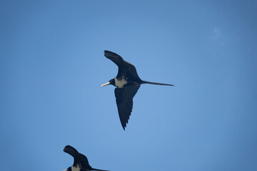 Magnificent frigatebird (Fregata magnificens) in flight in the San Blas Islands, off the Caribbean coast of Panama