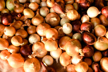 Close-up of fresh onions drying under sunlight. Detailed view of golden onion bulbs with dry green stems, highlighting natural textures and colors in an agricultural setting.