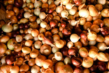 Fresh onions drying in the sun on the distant field. The focus is on natural agricultural process with green leaves and golden bulbs, showcasing farm life and harvest season.