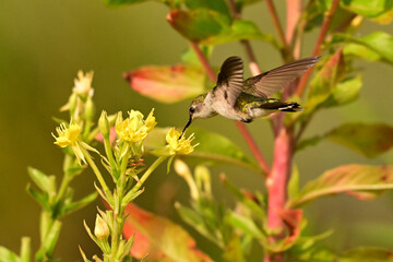 A  female Ruby Throated Hummingbird gathering nectar from wild Evening Primrose flowers