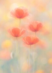 Obraz premium Delicate dreamy poppy blossoms
