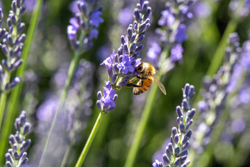 A bee is perched on a cluster of vibrant purple lavender blooms, gathering nectar. The scene is bathed in natural sunlight, highlighting the delicate details of the flowers and the bee.