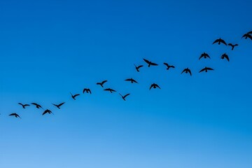 luminous cerulean sky frames a dynamic flock of black birds in flight their sharp silhouettes soaring against the radiant blue
