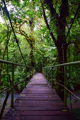 Fototapeta premium Wooden bridge pathway leading through dense Costa Rican cloud forest canopy