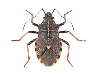 European firebug isolated on a white background, a common insect