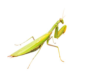 European praying mantis isolated on a white background, a green insect predator