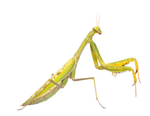 European praying mantis isolated on a white background, a green insect predator