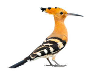 Hoopoe bird full body isolated on a white background, a unique bird with a distinctive crown