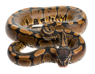 Horseshoe whip snake isolated on a white background, a non-venomous reptile
