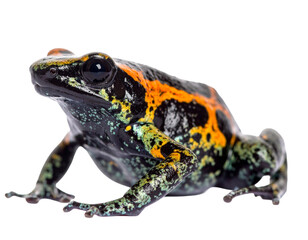 Iberian painted frog isolated on a white background, a small amphibian