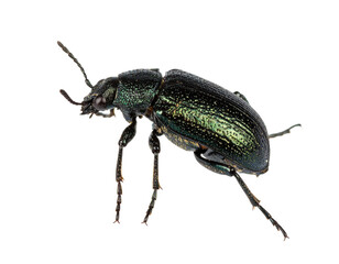 Iberian scarab beetle isolated on a white background, a colorful insect