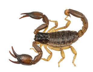 Iberian scorpion isolated on a white background, a venomous arachnid