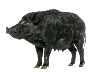 Mallorcan black pig isolated on a white background, a domestic swine