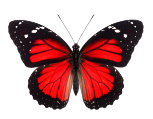Red admiral butterfly isolated on a white background, a beautiful insect