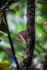 Large tropical butterfly with eyespots resting on tree bark in rainforest