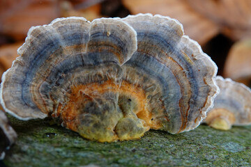 A colorful mushroom growing on a tree branch with blue, tan, and orange colors. It is surrounded by leaves and vegetation.
