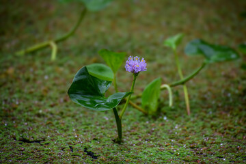 Delicate purple wildflower blooming on mossy forest floor in tropics