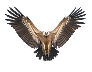 Griffon vulture isolated on a white background, a large scavenger bird