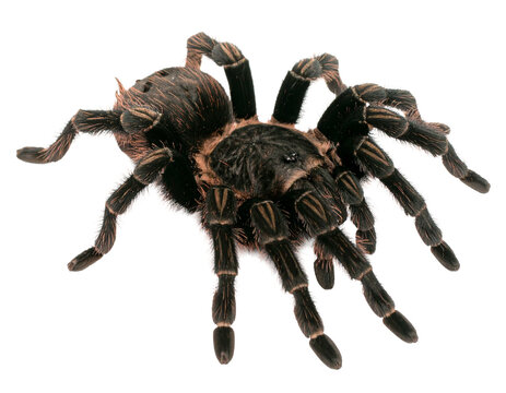Tarantula spider isolated on a white background, a large hairy arachnid