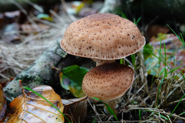 Close-up of a cluster of brown mushrooms with speckled caps growing on a forest floor amidst leaves and plant life.