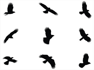 Obraz premium Dynamic collection of bird of prey silhouettes in flight. Set of nine isolated black eagle and hawk vector icons.