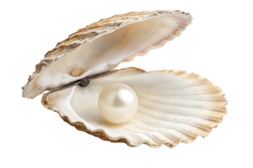 Large pearl positioned in ribbed seashell showing natural growth patterns and texture, isolated on a transparent background