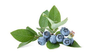 Branch of fresh blueberries with green leaves isolated on white background