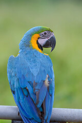 Close up of a macaw parrot