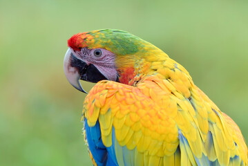 Close up of a macaw parrot