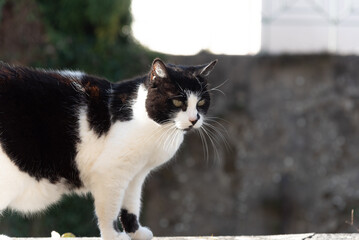 Close-up shot of a beautiful black cat with white patches and striking green eyes, walking down the street.