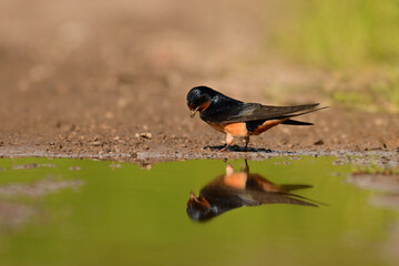 A Barn Swallow bird stands next to a puddle with its relection ccast in the water surface