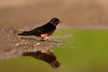 Fototapeta premium A Barn Swallow bird stands next to a puddle with its relection ccast in the water surface