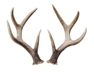 A pair of light brownish-gray deer antlers, symmetrical and facing outward, set against a completely black background.  