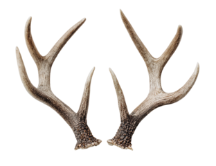 A pair of light brownish-gray deer antlers, symmetrical and facing outward, set against a completely black background.  