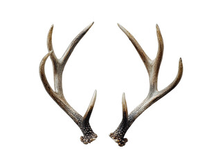 A pair of symmetrical, light beige-tan deer antlers.  Close-up, isolated against a pure black background.  The antlers exhibit  branches and tines, with a slightly rough, textured surface