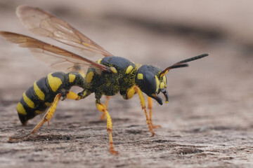 Closeup on a colorful Sand Tailed Digger Wasp Cerceris arenaria on wood